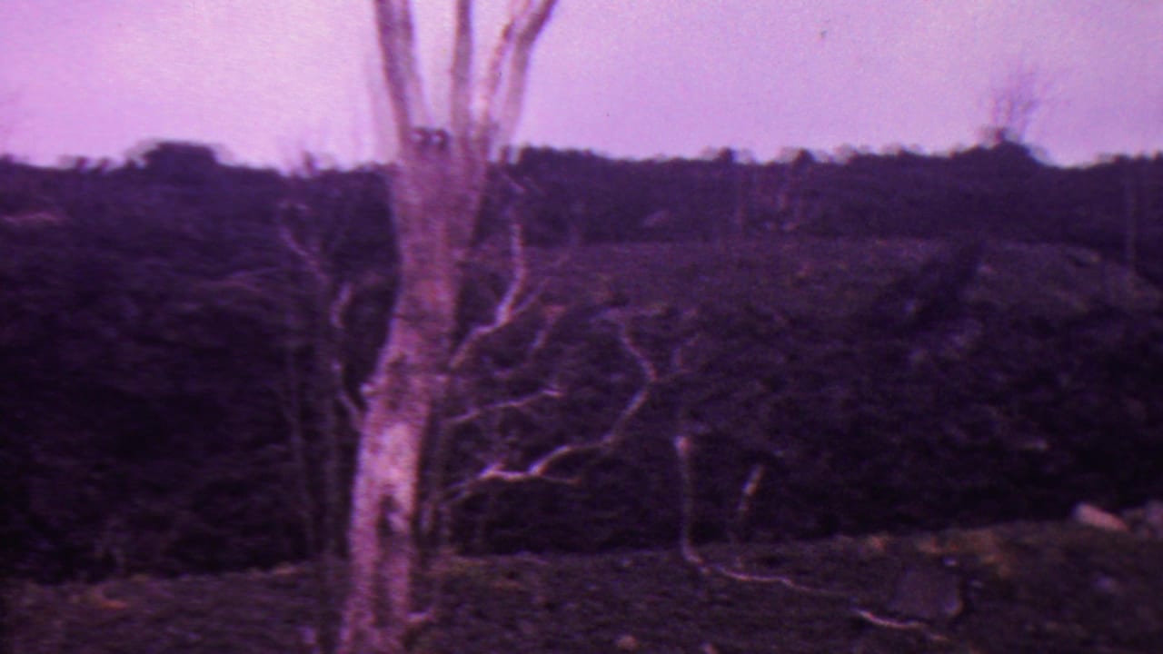 Bare tree trunk and branches beside a dense dark tree line.