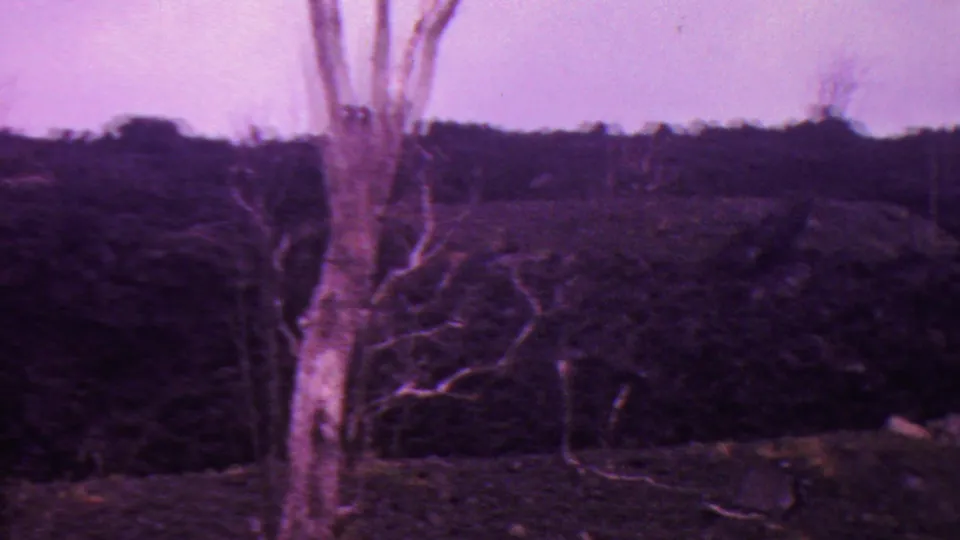 1962 Hawaii home-movie view of a bare foreground tree and branch shapes set against a dense, shadowed natural hillside.