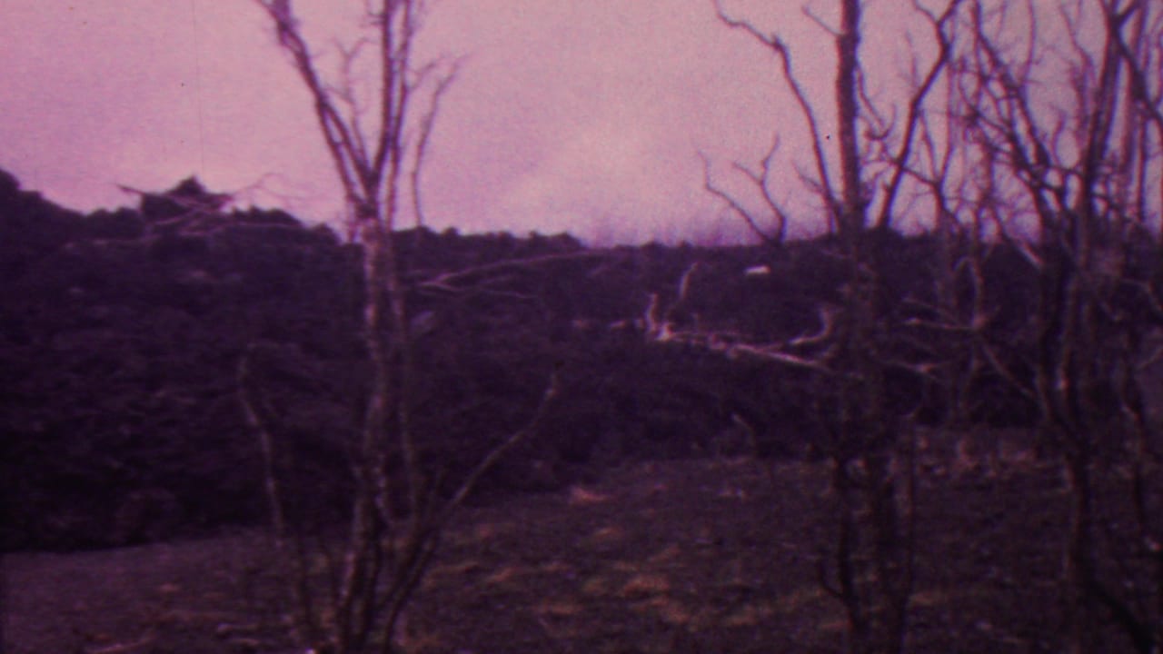 Leafless trunks and branches cross a dark ridge with dry ground below.