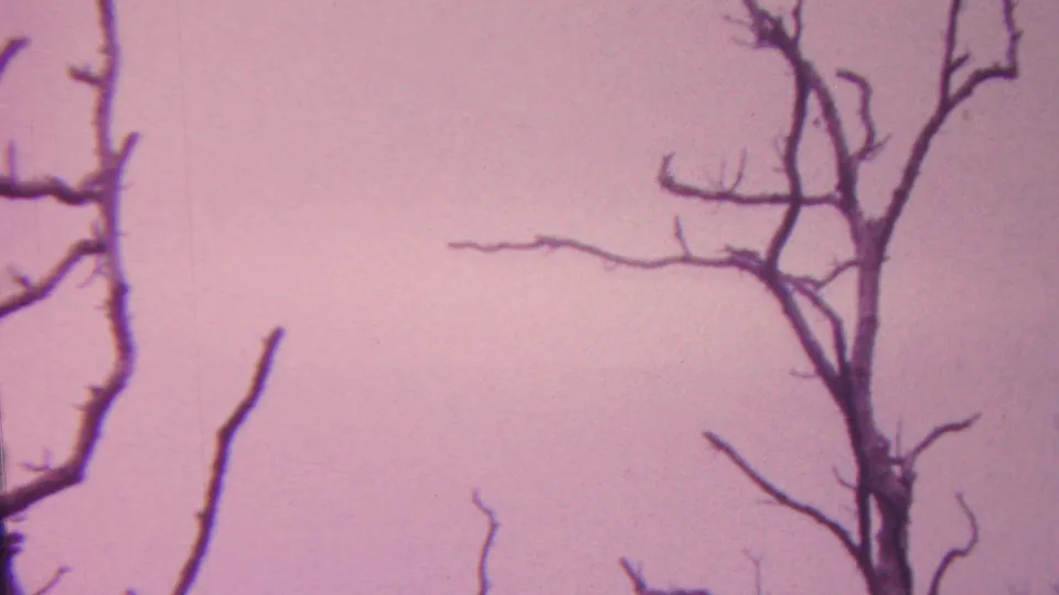 1962 Hawaii 8mm frame focused on stark leafless branches silhouetted against a pale pink, color-shifted sky.
