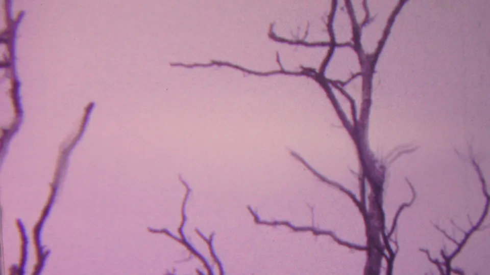 1962 Hawaii 8mm frame showing multiple leafless branches reaching across a faded pink-purple sky with no people or structures visible.