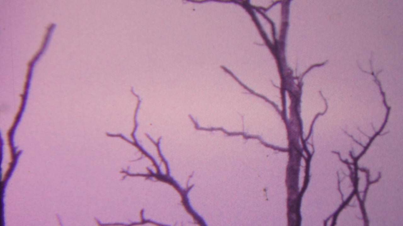 1962 Hawaii 8mm frame showing dark bare tree branches and trunks crossing a soft purple-pink dusk sky.