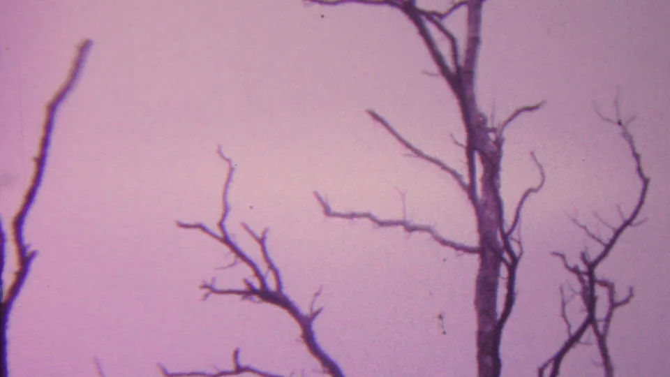 1962 Hawaii 8mm frame showing dark bare tree branches and trunks crossing a soft purple-pink dusk sky.