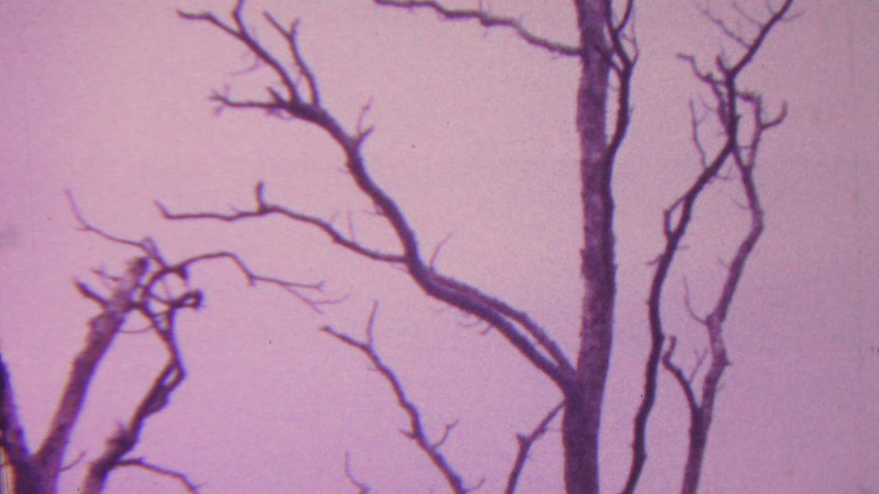 1962 Hawaii 8mm frame with several dark leafless trunks and branching limbs silhouetted against a hazy purple dusk sky.