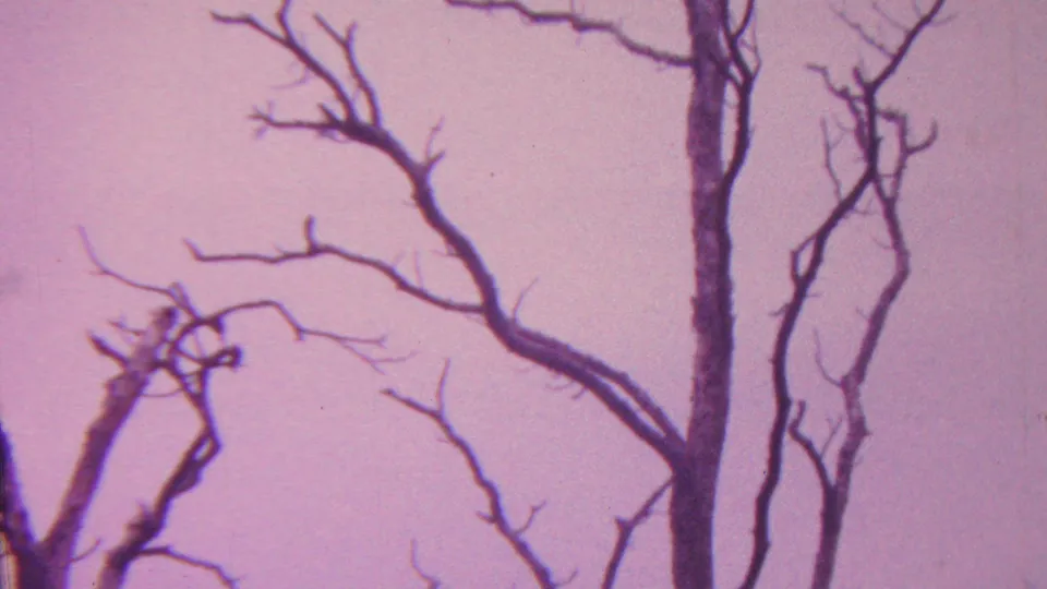 1962 Hawaii 8mm frame with several dark leafless trunks and branching limbs silhouetted against a hazy purple dusk sky.
