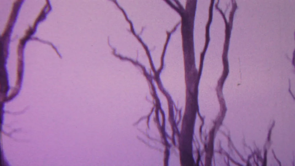 1962 Hawaii 8mm frame showing dark vertical trunks and sparse bare branches beneath a purple-tinted sky with visible film softness.