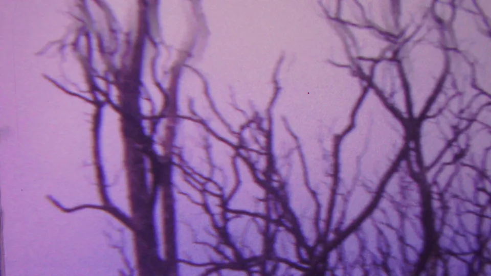 1962 Hawaii 8mm frame with clustered bare branches and dark tree forms spread across a soft purple dusk sky.