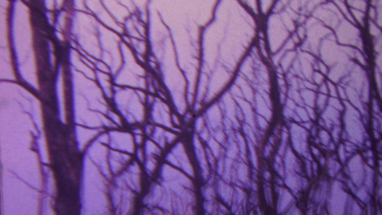 Bare, leafless trees fill the frame against a purple-tinted sky in 1962 Hawaii 8mm home-movie footage.