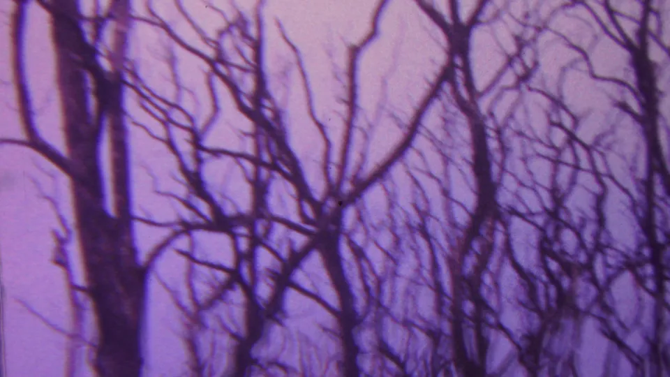 Bare, leafless trees fill the frame against a purple-tinted sky in 1962 Hawaii 8mm home-movie footage.