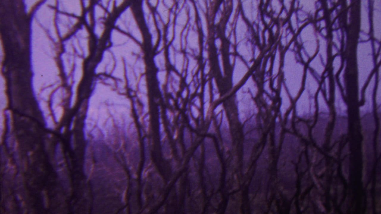 Dense bare branches and tree trunks in a purple color cast.