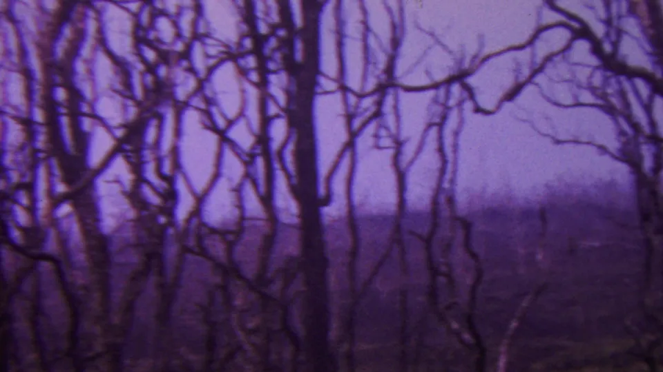 Bare trees frame a dark, low landscape that appears to include water or a pond edge in the 1962 Hawaii outdoor footage.