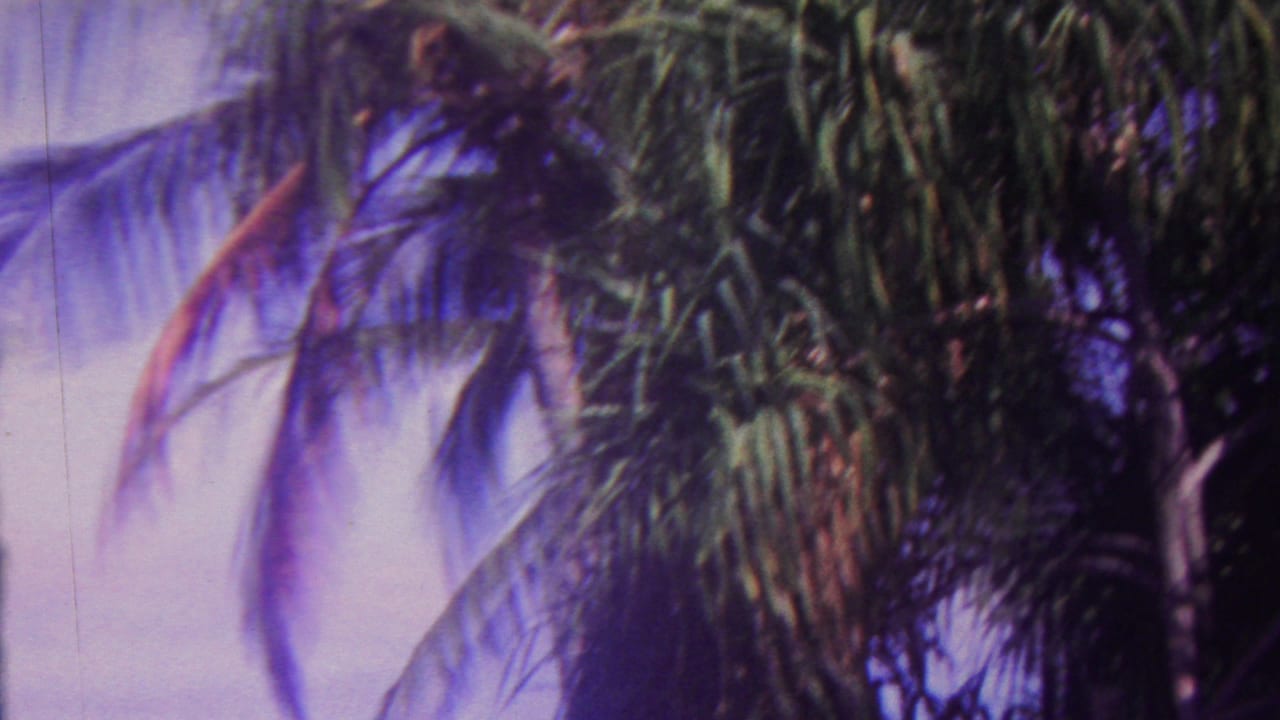 1962 Hawaii 8mm frame showing tall palm trees and wind-blurred fronds against a soft blue sky with purple-green film color shift.