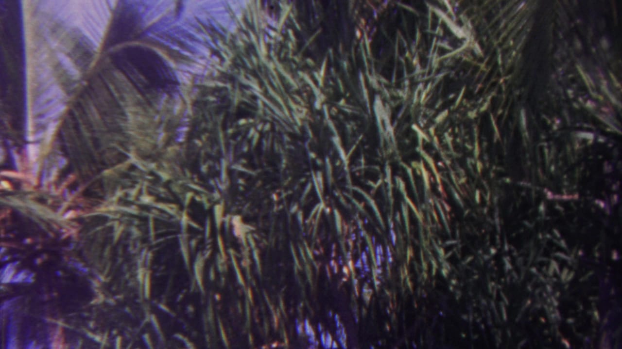 1962 Hawaii home-movie frame with dense tropical palm foliage filling the view and patches of blue sky behind the leaves.