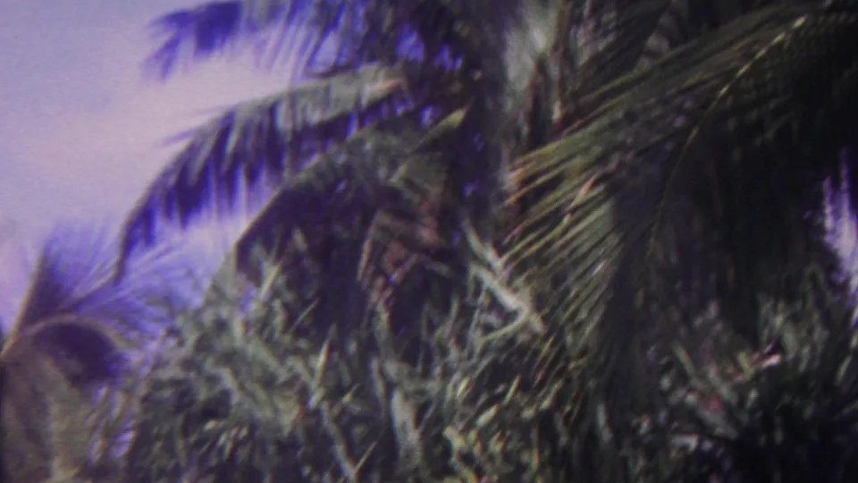 1962 Hawaii 8mm frame showing overlapping palm leaves and branches softened by motion blur and vintage film grain.