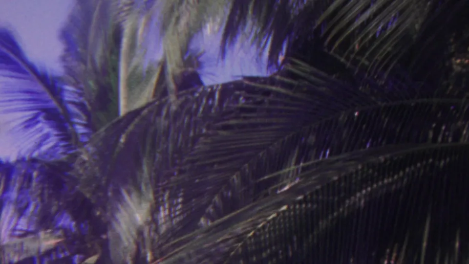 1962 Hawaii home-movie frame with large palm fronds crossing the view, darker foliage at right, and blue sky visible between leaves.