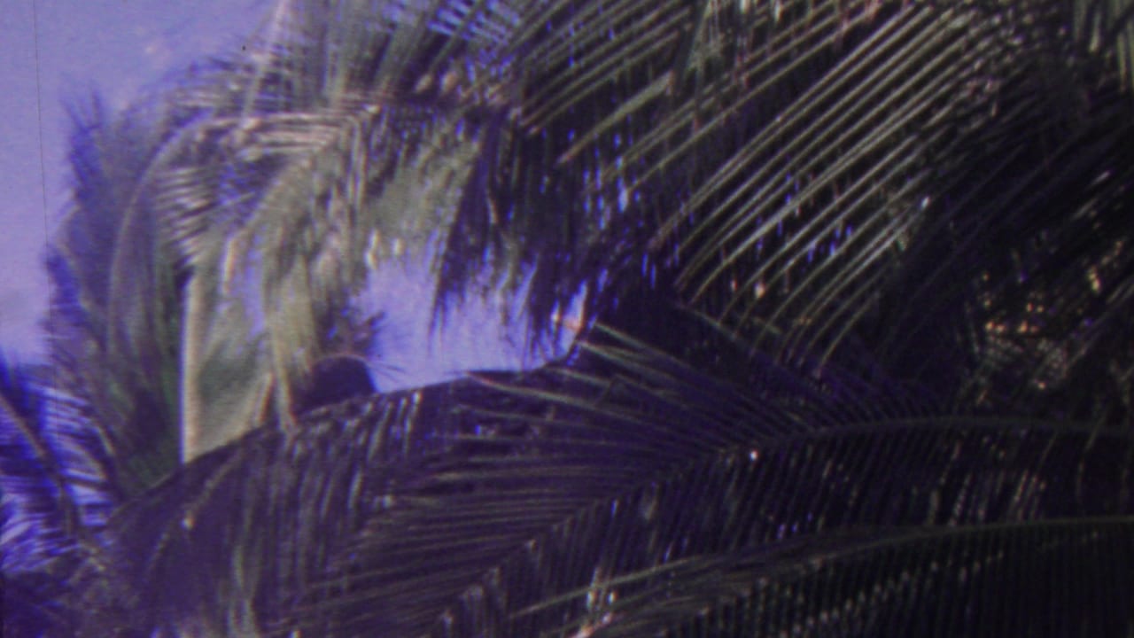 1962 Hawaii 8mm frame looking upward at layered palm fronds and a palm trunk against a blue tropical sky.