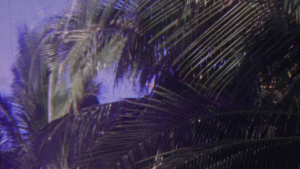 1962 Hawaii 8mm frame looking upward at layered palm fronds and a palm trunk against a blue tropical sky.