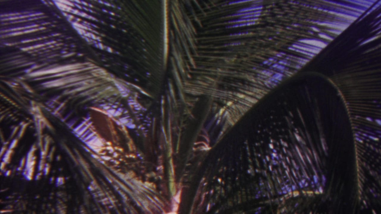 1962 Hawaii 8mm frame with dense overlapping palm fronds filling the view and small openings of blue sky behind them.
