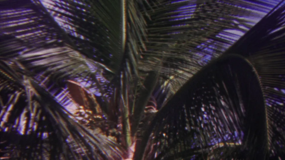 1962 Hawaii 8mm frame with dense overlapping palm fronds filling the view and small openings of blue sky behind them.