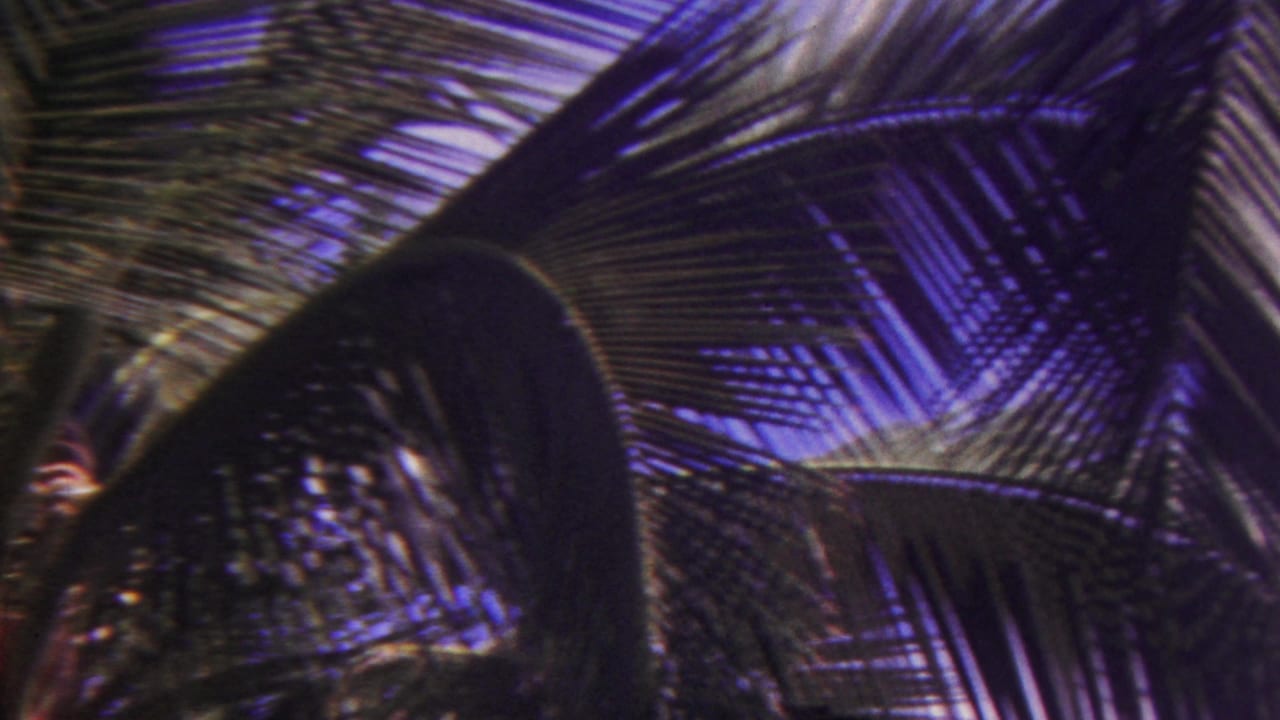 Large palm fronds and a curved dark palm form beneath the sky.