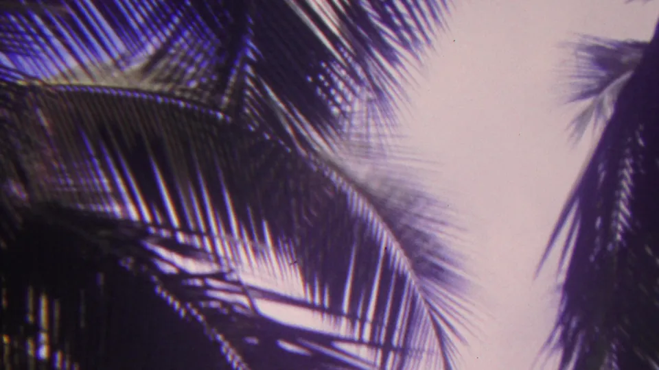 1962 Hawaii 8mm frame of palm fronds stretching diagonally across a pale sky, with additional palm leaves entering from the right edge.