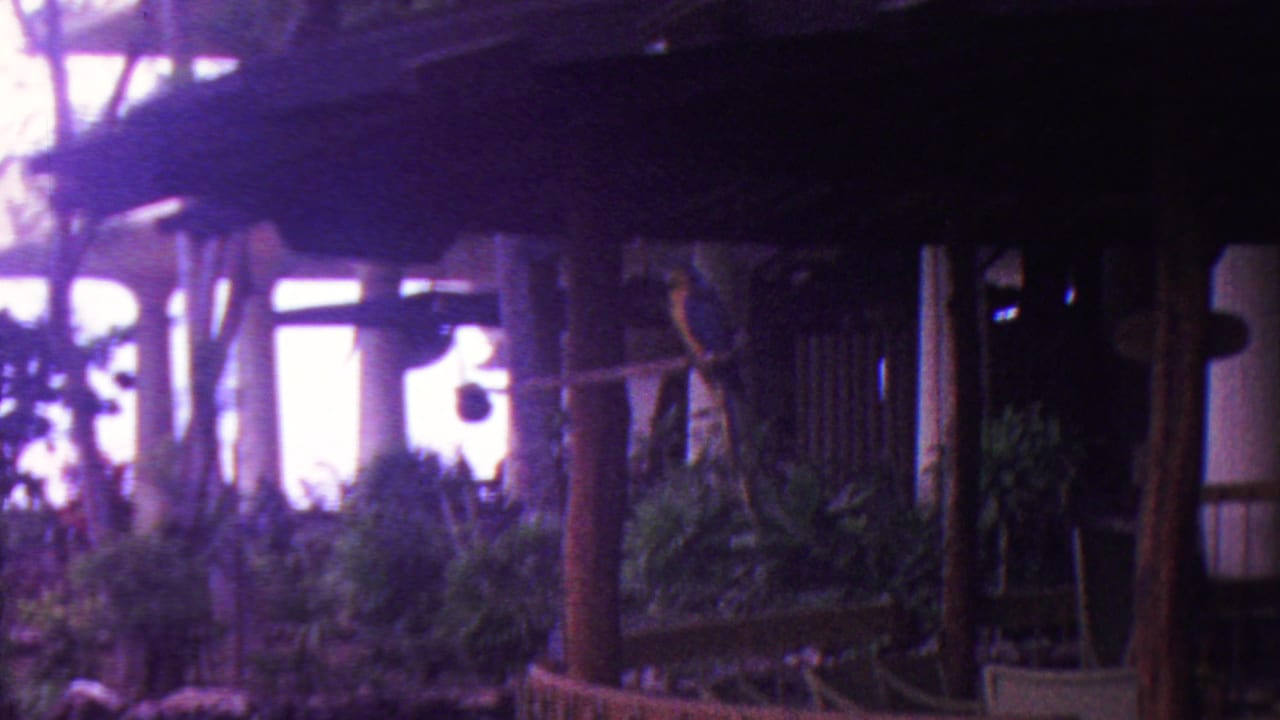 1962 Hawaii 8mm frame showing a shadowed wooden roof and posts beside dense tropical greenery as pale storm light flares behind the scene.