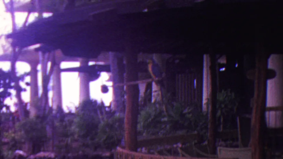 1962 Hawaii 8mm frame showing a shadowed wooden roof and posts beside dense tropical greenery as pale storm light flares behind the scene.