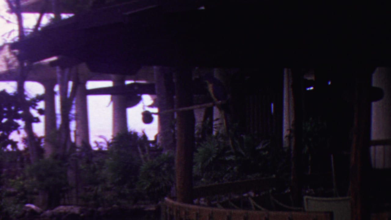 Shadowed tropical garden structure with posts, foliage, and bright storm sky beyond.