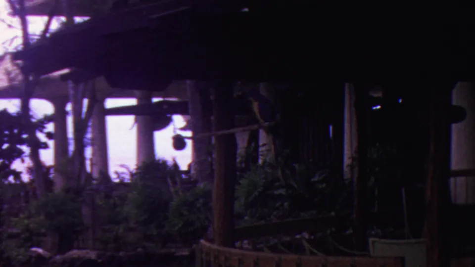 1962 Hawaii home-movie frame with a dark open-sided wooden structure, thick plants, and a bright overcast sky visible through the posts.