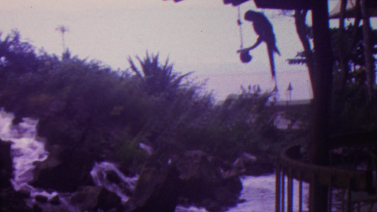 1962 Hawaii home-movie frame with a silhouetted parrot on a suspended perch above landscaped rocks, foliage, and moving water.