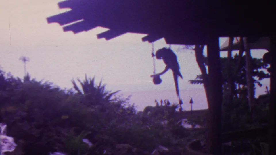 Visitor-shot 1962 Hawaii frame showing a parrot on a hanging perch under a dark roof edge, with tropical foliage and garden rocks below.