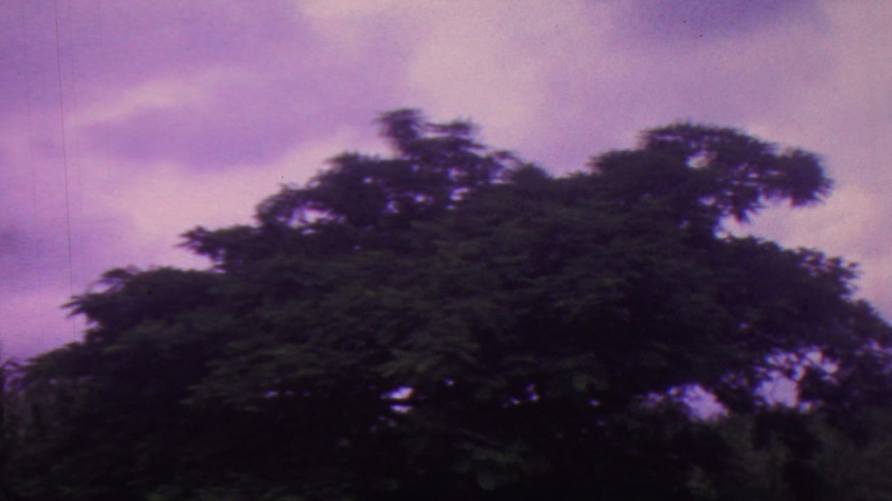 1962 Hawaii 8mm frame with a dense tropical tree canopy in dark silhouette against a purple, cloud-filled sky.