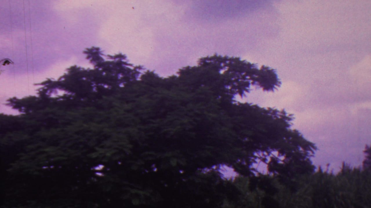 Large tree canopy and tall vegetation below a purple sky.