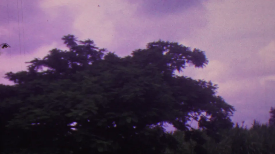 1962 Hawaii 8mm frame showing a large windblown tree canopy above tall vegetation, with a purple clouded sky behind it.