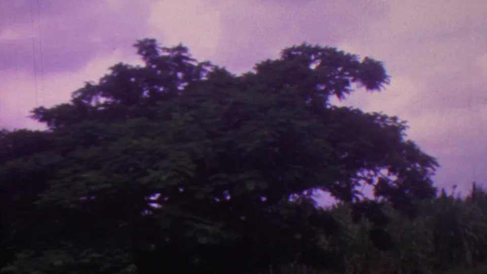 1962 Hawaii 8mm frame with dense tropical foliage and tall cane-like vegetation silhouetted below a purple, overcast sky.