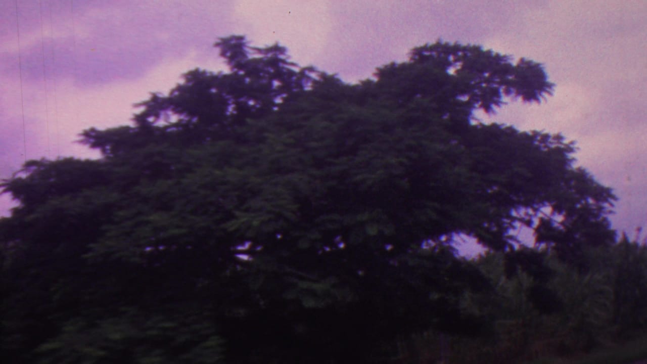 1962 Hawaii 8mm frame showing dense leafy trees silhouetted against a purple-pink twilight sky, with soft grain and color shift.