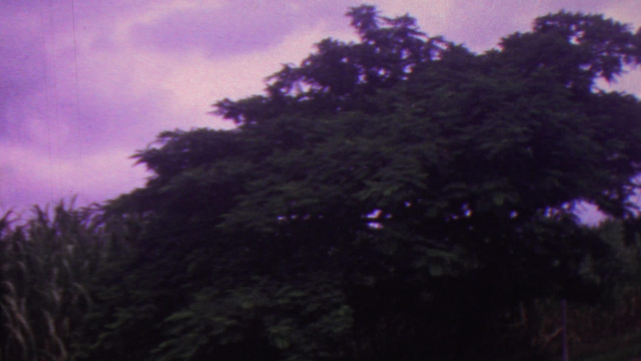 Tree canopy and tall vegetation beneath a purple sky.