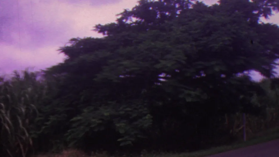 1962 Hawaii 8mm frame showing dense tropical-looking trees and roadside vegetation, with motion softness and magenta color drift in the sky.