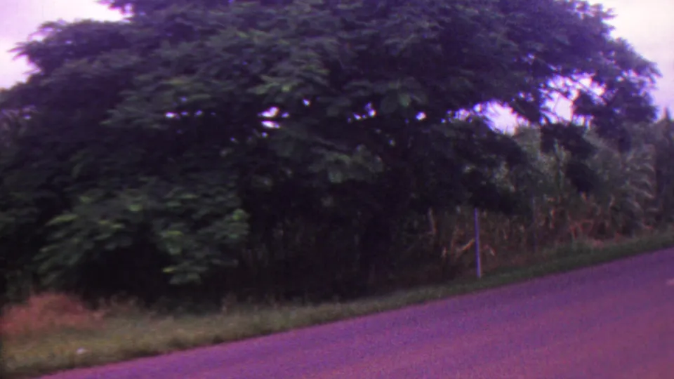 1962 Hawaii 8mm frame showing leafy roadside trees, tall grasses, and a sloping paved road beneath a purple-tinted sky.