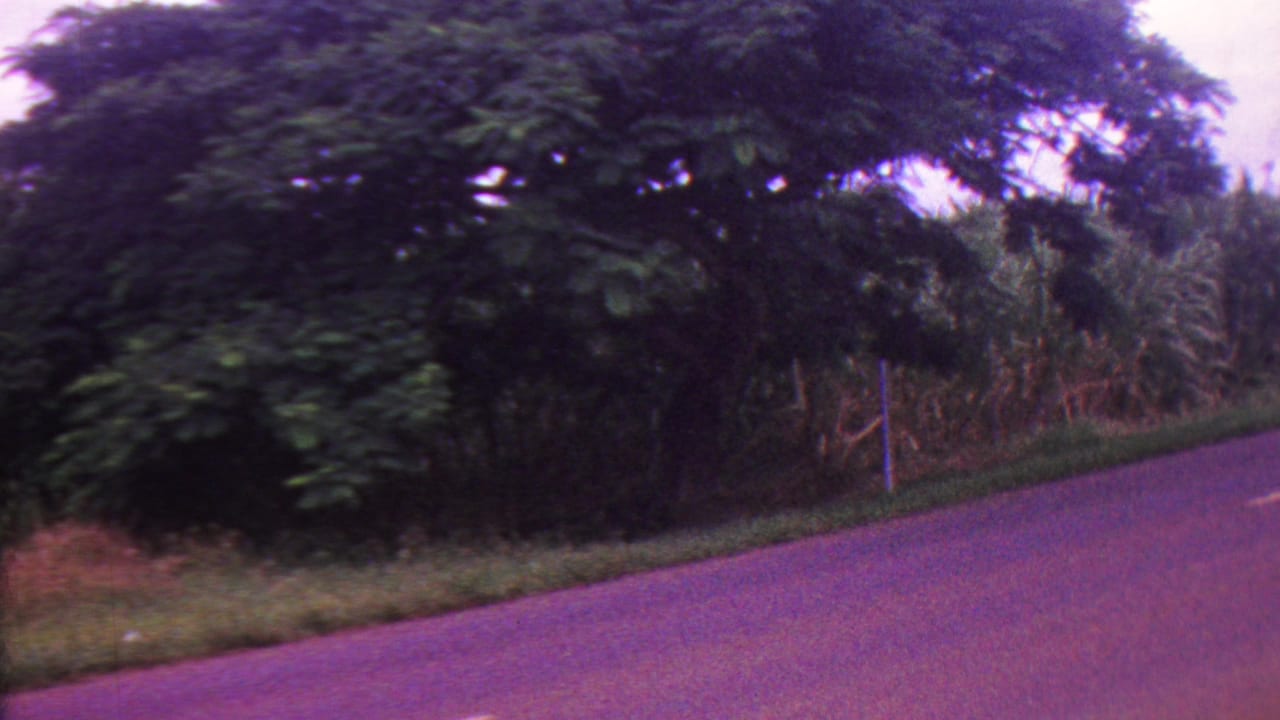 1962 Hawaii home-movie frame showing a paved road or waterside route bordered by dense tropical trees and tall vegetation.