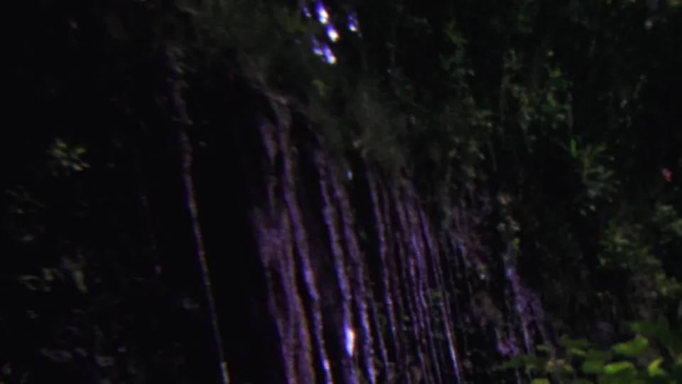 The frame shifts to a soft, blurred view of dense trees and green foliage, consistent with handheld 8mm footage moving through a wooded outdoor area in Hawaii.