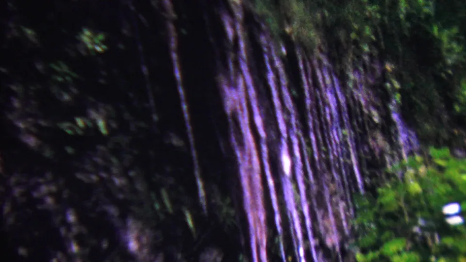 A blurred outdoor view shows tall tree trunks and dense green vegetation, with the handheld camera movement emphasizing the home-movie travel perspective.