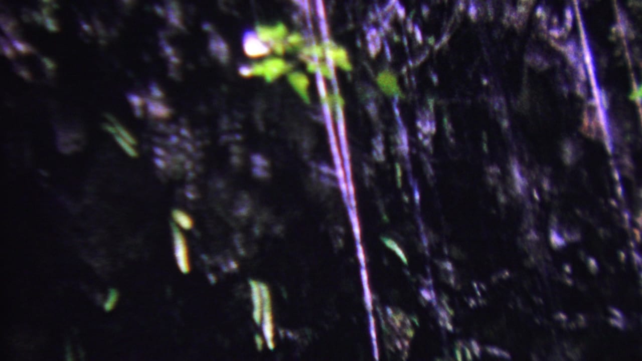 Shadowed rock and hanging water streaks with small leaves catching light.