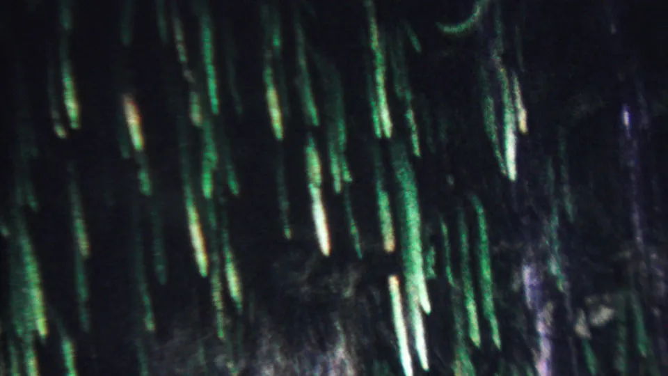 1962 Hawaii 8mm frame showing bright narrow water streaks, dark foliage, and green highlights across a wet mossy cliff surface.