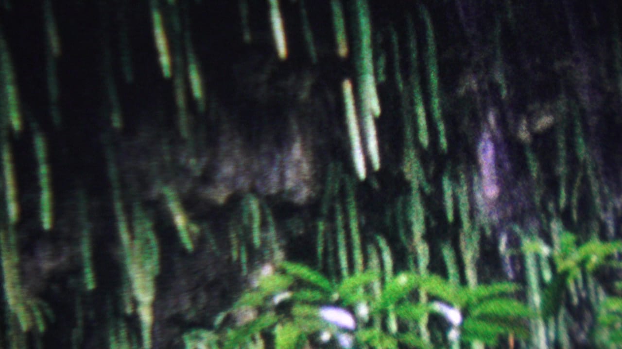 1962 Hawaii 8mm frame showing vertical green glows against a dark aquarium-like background, with soft foliage shapes near the lower edge.