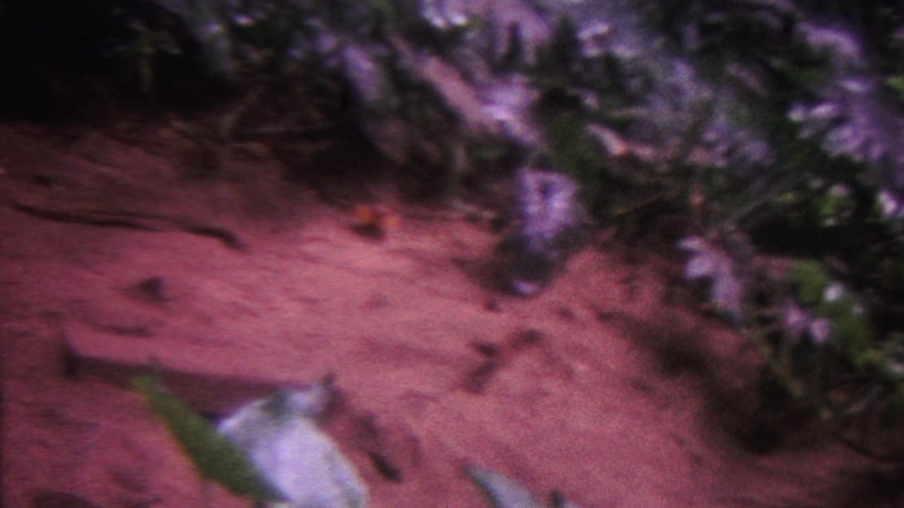 Reddish sandy bottom with scattered rocks and dark plant shapes along the top edge.