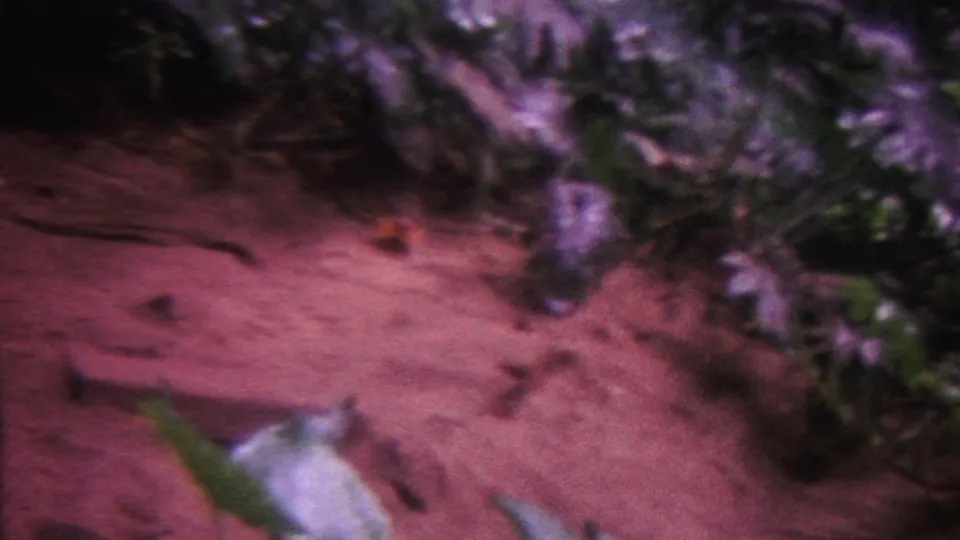 1962 Hawaii 8mm frame with a reddish-pink sandy aquarium or underwater bottom, scattered small rocks, and dark foliage along the upper edge.