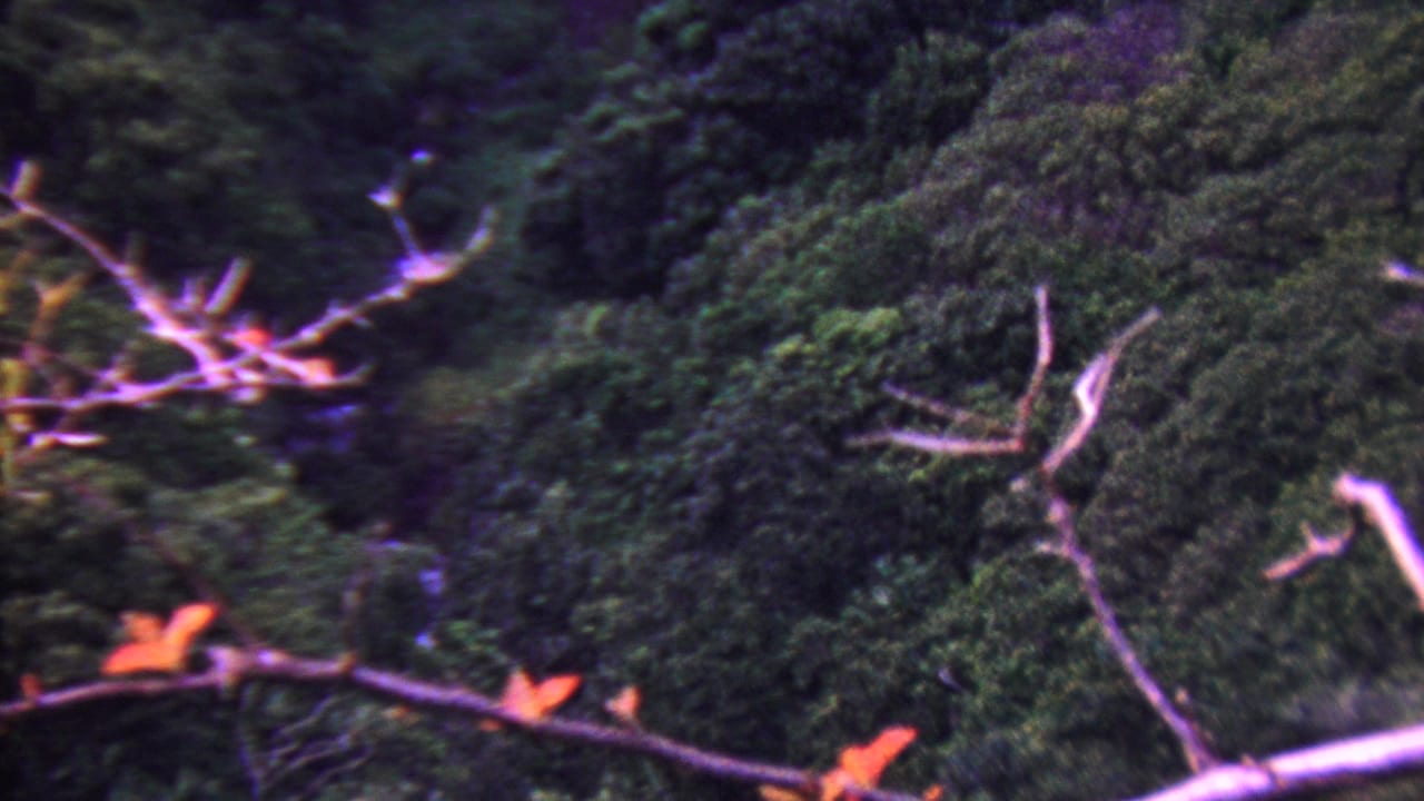1962 Hawaii home-movie frame showing dense green vegetation, pale branch shapes, and a distant waterfall partly obscured by trees.