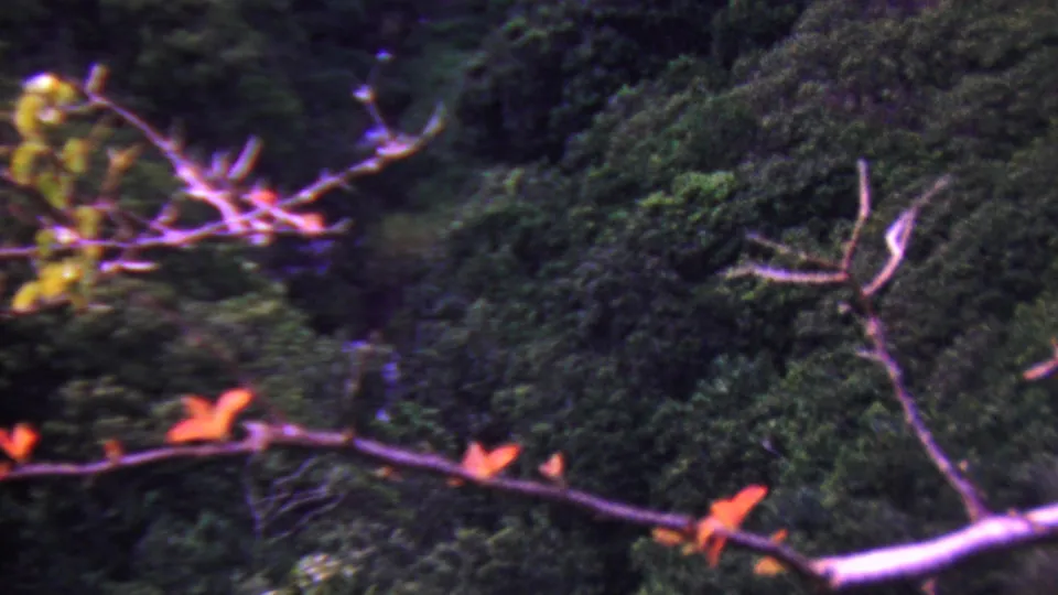 1962 Hawaii 8mm frame with foreground branches, orange leaves, and dense tropical vegetation filling the scene.