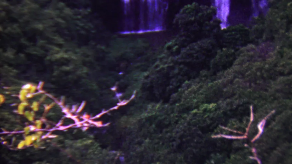 1962 Hawaii home-movie frame showing a partially hidden purple-tinted waterfall behind layered green vegetation and pale branches.